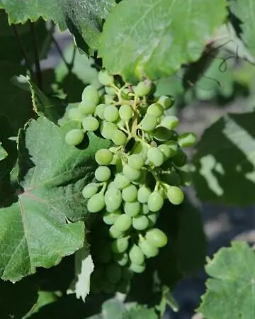 Kapetanios 아파트