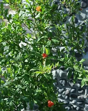 Kapetanios 아파트 *