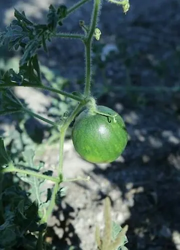 Kapetanios Perissa (Santorini)