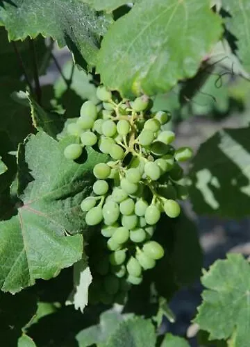 Kapetanios Lejlighed