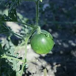 Kapetanios Perissa (Santorini)