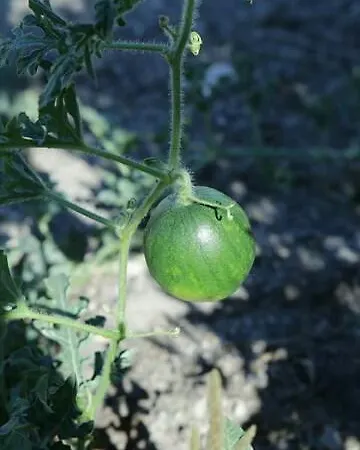 Kapetanios פריסה
